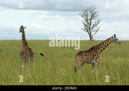 animal, africa, giraffe, environment, milieu, uganda, beautiful, beauteously, Stock Photo