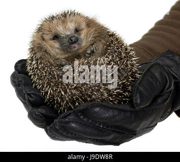holding a hedgehog Stock Photo