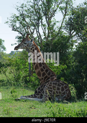 africa, giraffe, uganda, beautiful, beauteously, nice, relaxation, tree, Stock Photo