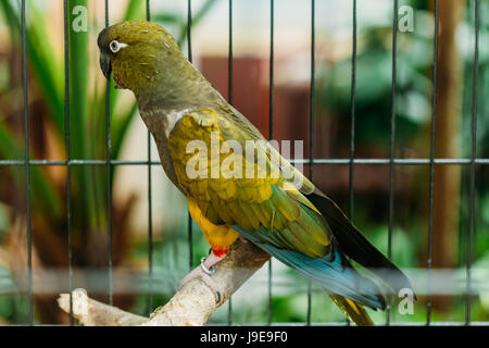 Burrowing Parrot Or Cyanoliseus Patagonus. It Is Also Known As The Patagonian Conure And Burrowing Parakeet. It Is Mainly Found In Argentina. Stock Photo