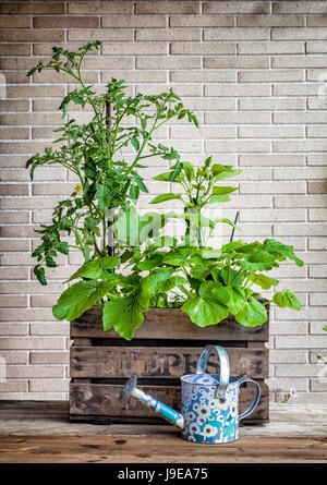 A small urban vegetable garden in a vintage fruit box with tomato, bell pepper and zucchini plants. Stock Photo