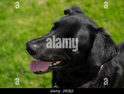 Young black lab or mixed breed dog. Stock Photo