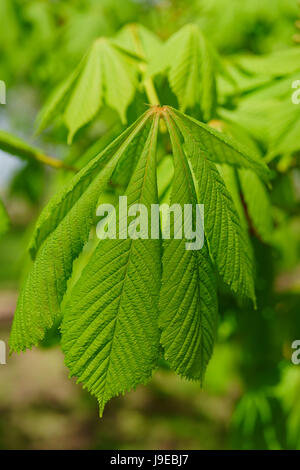 New leaves of a horse chestnut tree in early spring. Stock Photo