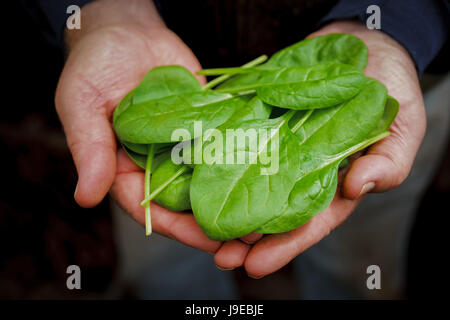 Freshly harvested baby spinach held in a man's hands. Stock Photo