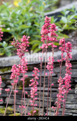 Upright spikes of the red flowered spring blooming hardy perennial, Heuchera 'Apple Crisp' Stock Photo
