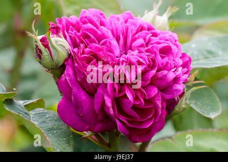 Double flower and bud of the very fragrant Portland Damask rose, Rosa 'De Resht' Stock Photo