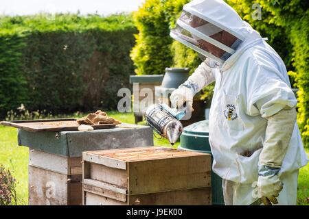 Beekeeper using smoker to pacify bee colony prior to inspection, Norfolk, England, May. Stock Photo