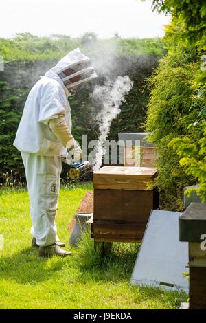 Beekeeper using smoker to pacify bee colony prior to inspection, Norfolk, England, May. Stock Photo