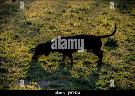 Small dachshund sniffing around (dog) Stock Photo