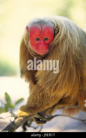 Red faced or Bald Uakari; Cacajao calvus Stock Photo