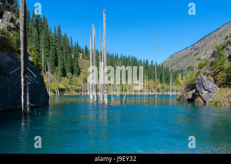 Dried trunks of Picea schrenkiana pointing out of  water in Kaindy lake also known as Birch Tree Lake or Submerged Forest, Tien Shan Mountains, Kazakh Stock Photo