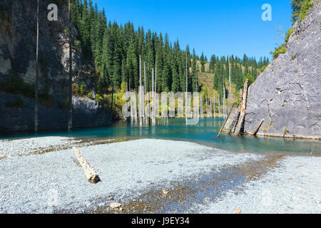 Dried trunks of Picea schrenkiana pointing out of  water in Kaindy lake also known as Birch Tree Lake or Submerged Forest, Tien Shan Mountains, Kazakh Stock Photo