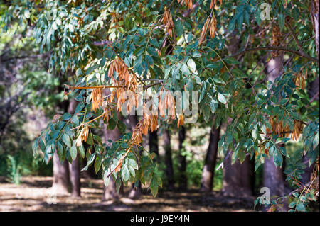 Ash trees known as Sogdian ash (Fraxinus Excelsior), Charyn National Park, Tien Shan Mountains, Kazakhstan Stock Photo