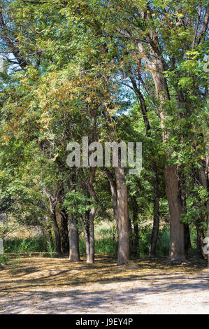 Ash trees known as Sogdian ash (Fraxinus Excelsior), Charyn National Park, Tien Shan Mountains, Kazakhstan Stock Photo