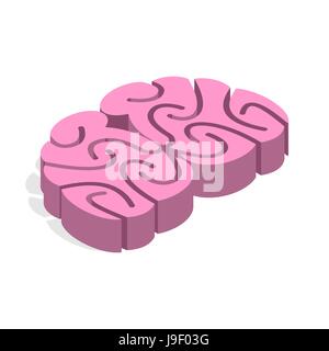 Brain isometrics. body human central nervous system. 3d mind Stock Vector