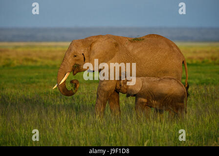 The elephant baby sucks milk in Amboseli national park Stock Photo
