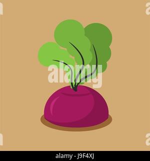 Beet growing isolated. Fresh vegetables in garden Stock Vector