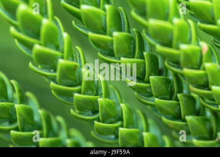 A Close up of the Norfolk Island pine leaves Stock Photo