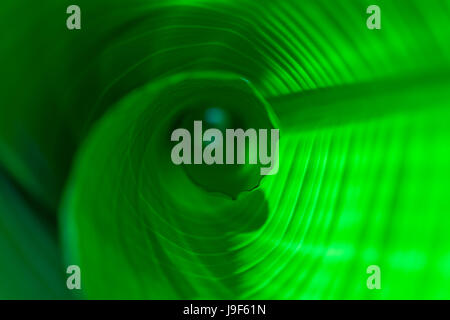 inside the emerging banana leaf Stock Photo