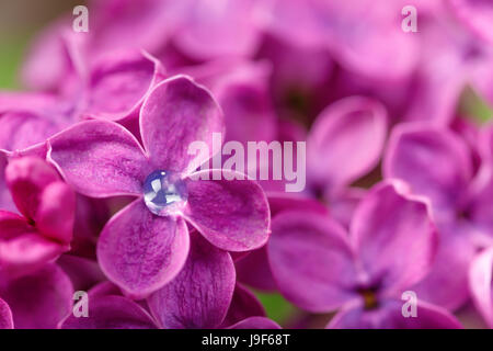 Macro shot of a lilac petal with a drop of water in the center. Selective focus. The background is blurred Stock Photo