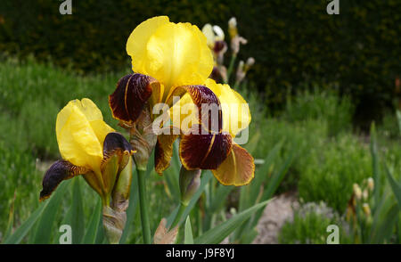 Yellow iris flowers with black markings on the petals Stock Photo