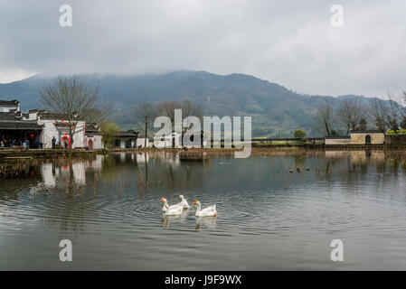 White geese on a pond, Ancient Chengkan Village, founded during the Three Kingdoms period and arranged on fengshui principles of the unification of yi Stock Photo