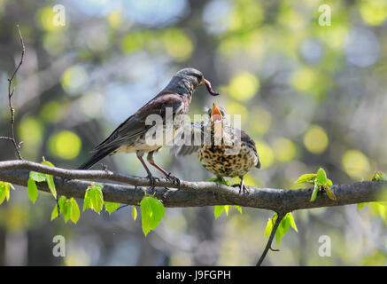 bird thrush feeding her little Chicks long pink worm on a tree in spring Stock Photo