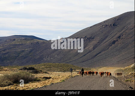 Argentinian cowboys, the so called gauchos with their herd of cows in Patagonia, Argentina. They called huaso in Chile and looking the same Stock Photo