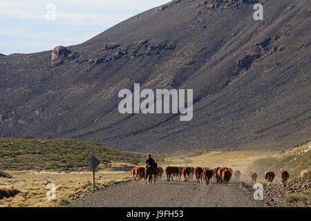 Argentinian cowboys, the so called gauchos with their herd of cows in Patagonia, Argentina. They called huaso in Chile and looking the same Stock Photo