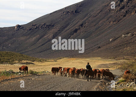 Argentinian cowboys, the so called gauchos with their herd of cows in Patagonia, Argentina. They called huaso in Chile and looking the same Stock Photo