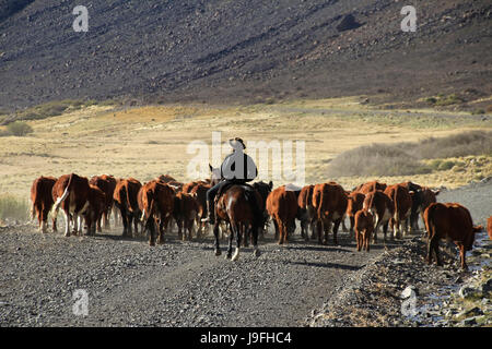 Argentinian cowboys, the so called gauchos with their herd of cows in Patagonia, Argentina. They called huaso in Chile and looking the same Stock Photo