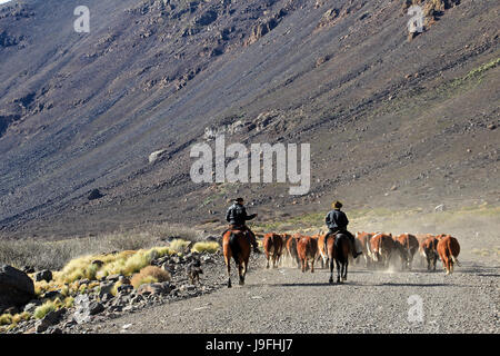 Argentinian cowboys, the so called gauchos with their herd of cows in Patagonia, Argentina. They called huaso in Chile and looking the same Stock Photo