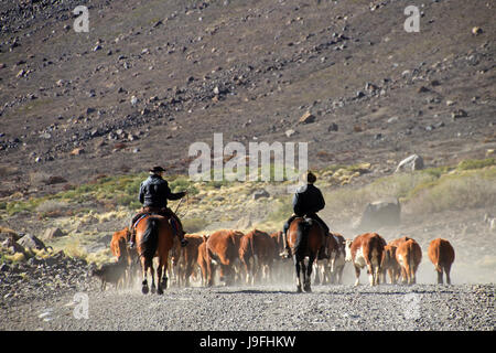 Argentinian cowboys, the so called gauchos with their herd of cows in Patagonia, Argentina. They called huaso in Chile and looking the same Stock Photo