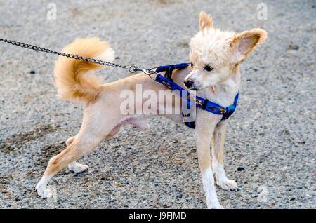 Cute little dog with a nice haircut and on the leash Stock Photo