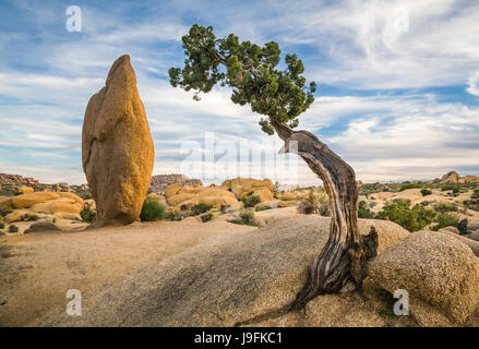 A balanced rock and pine tree in Joshua Tree National Park, California, USA. Stock Photo