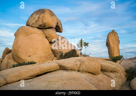 A balanced rock and pine tree in Joshua Tree National Park, California, USA. Stock Photo