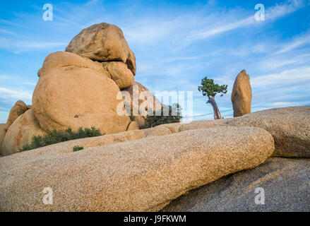 A balanced rock and pine tree in Joshua Tree National Park, California, USA. Stock Photo