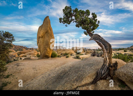 A balanced rock and pine tree in Joshua Tree National Park, California, USA. Stock Photo