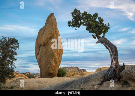 A balanced rock and pine tree in Joshua Tree National Park, California, USA. Stock Photo