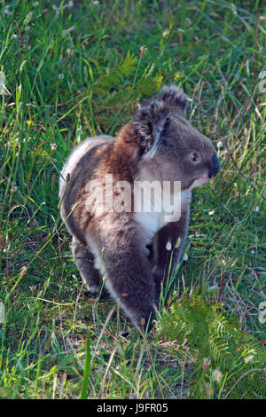 Koala Bear in the wild walking on the ground in Cape Otway in Victoria Australia Stock Photo