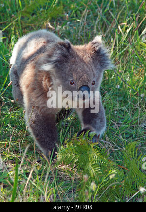 Koala Bear in the wild walking on the ground in Cape Otway in Victoria Australia Stock Photo