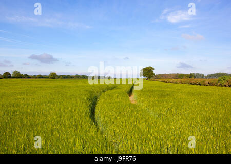 a green yorkshire barley field in summer with woodland on the horizon under a blue cloudy sky Stock Photo