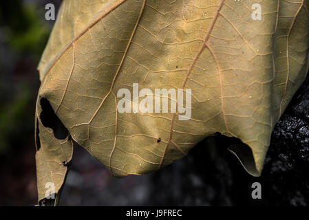 Dried up leaf cluster from an oak tree. Stock Photo