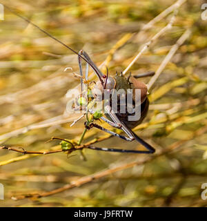 A Corn Cricket foraging in long grass in Southern African savanna Stock Photo