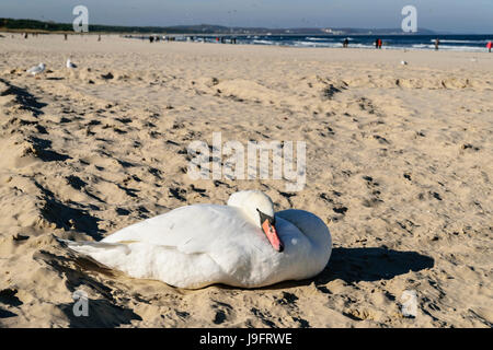 Swan on the beach, Baltic Sea, Swinoujscie, Poland Stock Photo