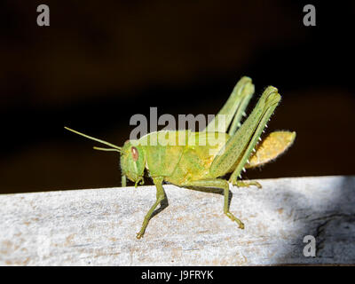 A Garden Locust nymph in Southern Africa Stock Photo