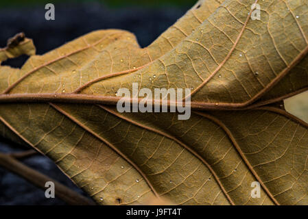 Dried up leaf cluster from an oak tree. Stock Photo