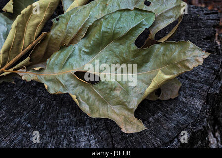 Dried up leaf cluster from oak tree. Stock Photo