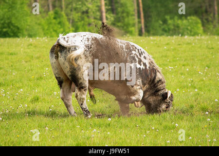 Happy bull digging in the dirt Stock Photo