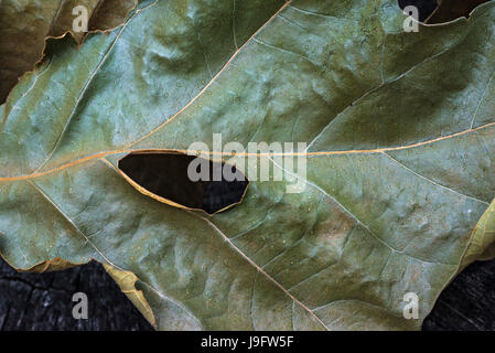 Dried up leaf cluster from an oak tree. Stock Photo